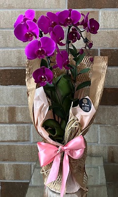 Orquídea rosa embalada com laço