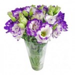 Lisianthus em Santos 